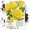 Seed Needs, Dandelion Seed Collection (3 Individual Packets) Non-GMO