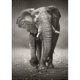 Ulmer Puzzleschmiede - Puzzle Elephant - 1000 pieces jigsaw puzzle - Powerful elephant as black and white photography