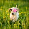 Beavorty Parche Ocular Ajustable para Perros, Suave y Protector