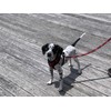PUPTECK Dog Harness and Leash Set for Small Medium Dogs