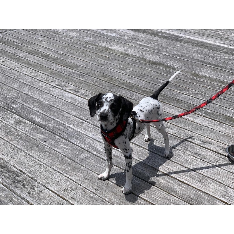 PUPTECK Dog Harness and Leash Set for Small Medium Dogs