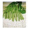 PREMIER SEEDS DIRECT - Climbing Italian Haricot Bean - Cocco