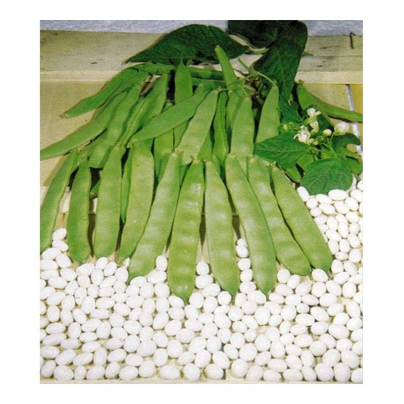 PREMIER SEEDS DIRECT - Climbing Italian Haricot Bean - Cocco