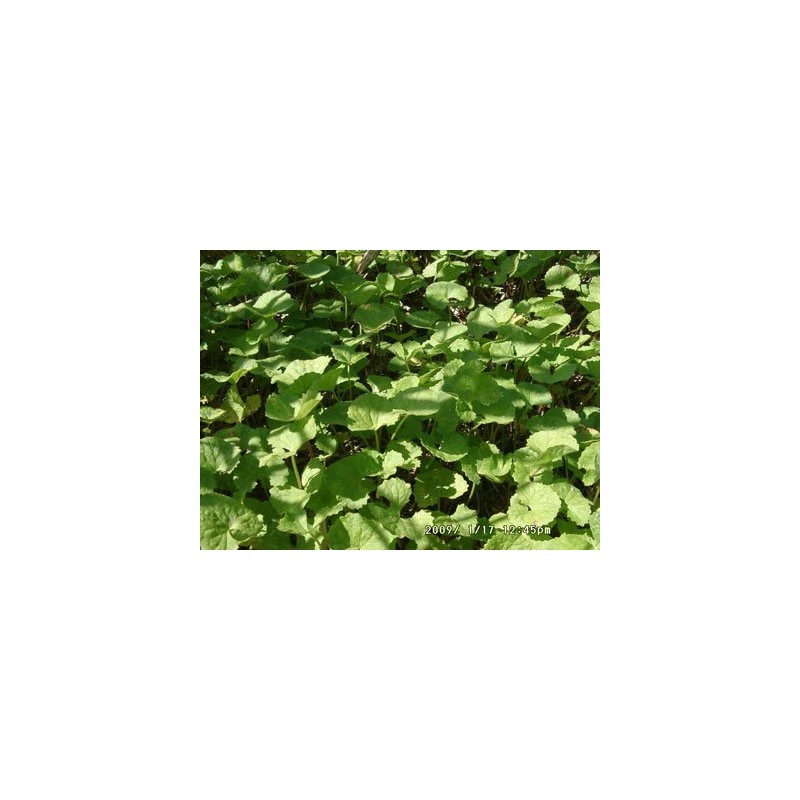 100% Gotukora Tsubokusa Tea from Ishigaki Island