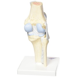 3B Scientific A89 Sectional Knee Joint Model, 3 Part + free Anatomy App - 3B Smart Anatomy