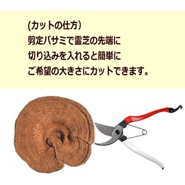 国産 アウトレット 霊芝 100g れいし レイシ きのこの石原産業