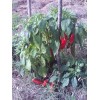 4 Cats and a Herd Farm 0.25 g New Mexico