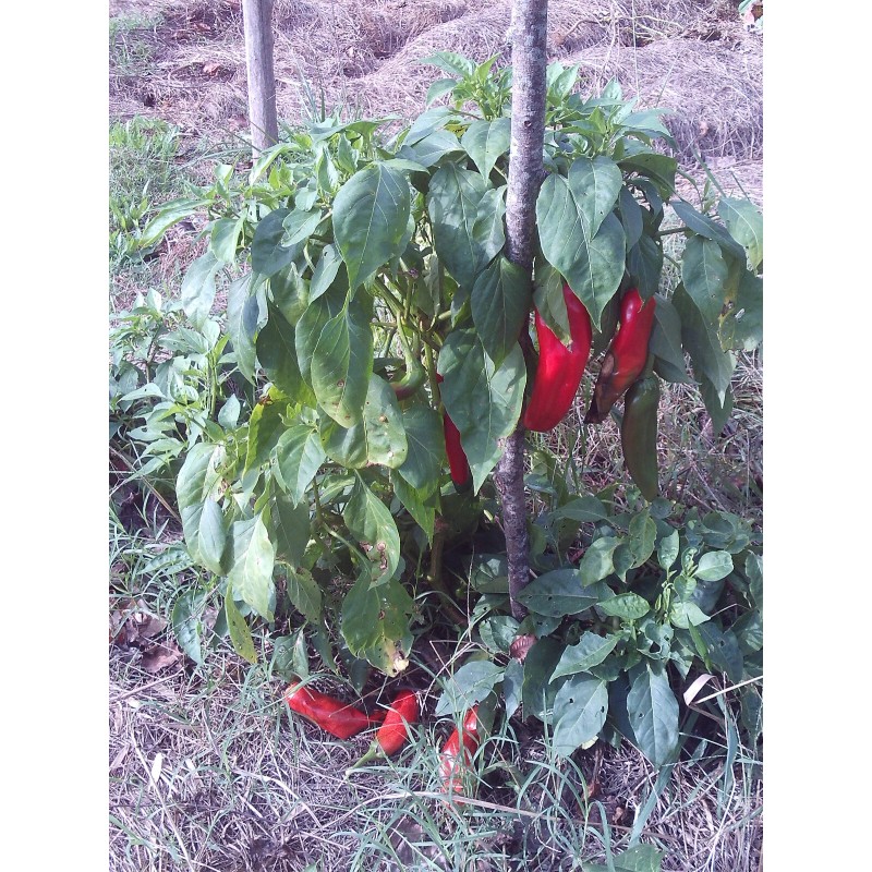 4 Cats and a Herd Farm 0.25 g New Mexico