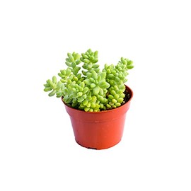 Live Donkey Tail Succulent Plant – Large 4-Inch (Set of 2) - Fully Rooted Donkey Tail (Sedum Morganianum) Succulent Plant – Succulent Market