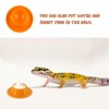 2 Pack Gecko Calcium Dish for Leopard Geckos Small Reptiles,
