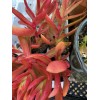Jade RARE 2 STUNNING Crassula Capitella 'Campfire' with roots- Jade