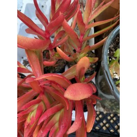 Jade RARE 2 STUNNING Crassula Capitella 'Campfire' with roots- Jade Succulent