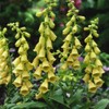 Outsidepride Foxglove Yellow - 2000 Seeds
