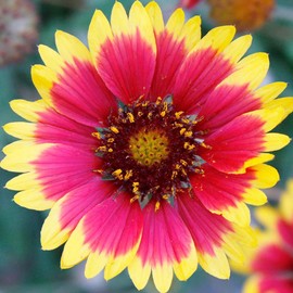 Blanket Flower Seeds Gallardia Seeds Perennial Fast-Growing Drought Tolerant Low Maintenance Showy Attracts Pollinators Border Bed Patio Container Ourdoor 200Pcs by YEGAOL Garden