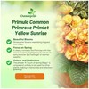 Outsidepride Primlet Sunrise Common Primrose Seeds - 20 Pcs Annual,