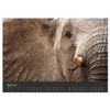 Elephant Grey Giants (Wall Calendar 2026 DIN A2 Landscape), CALVENDO