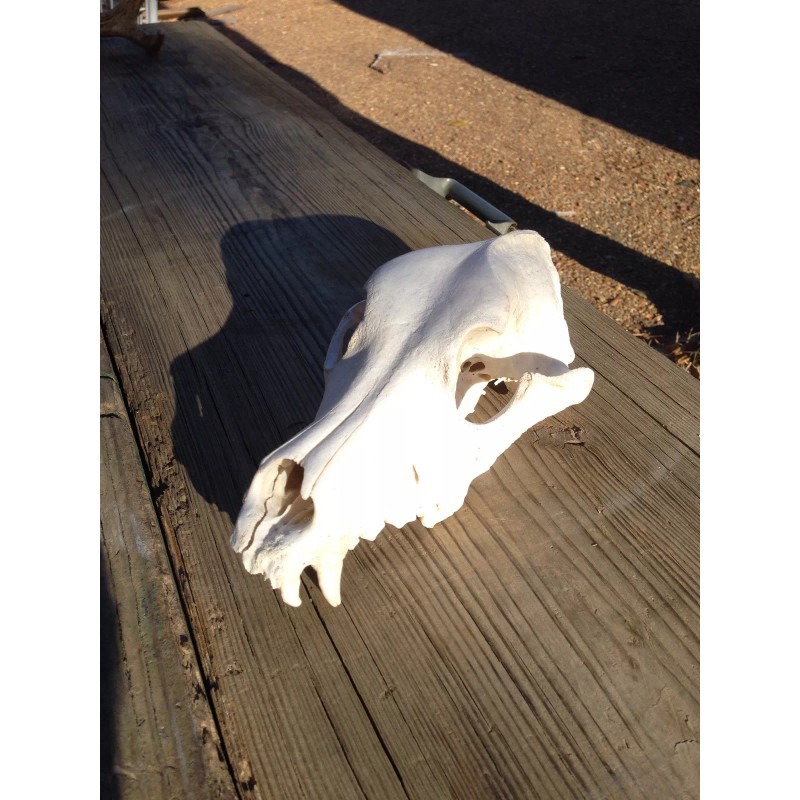 Mega-Buck Products EUROPEAN SKULL BLEACHING(whit