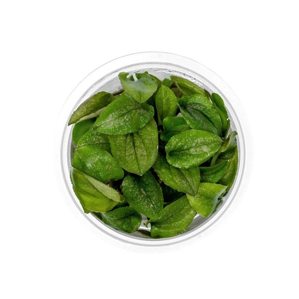 SubstrateSource Live Plant - Lagenandra keralensis - Midground to Background