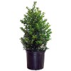 Ilex X rutzan 'Red Beauty' (Holly) Evergreen, #3 - Size