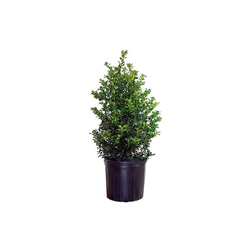 Ilex X rutzan 'Red Beauty' (Holly) Evergreen, #3 - Size