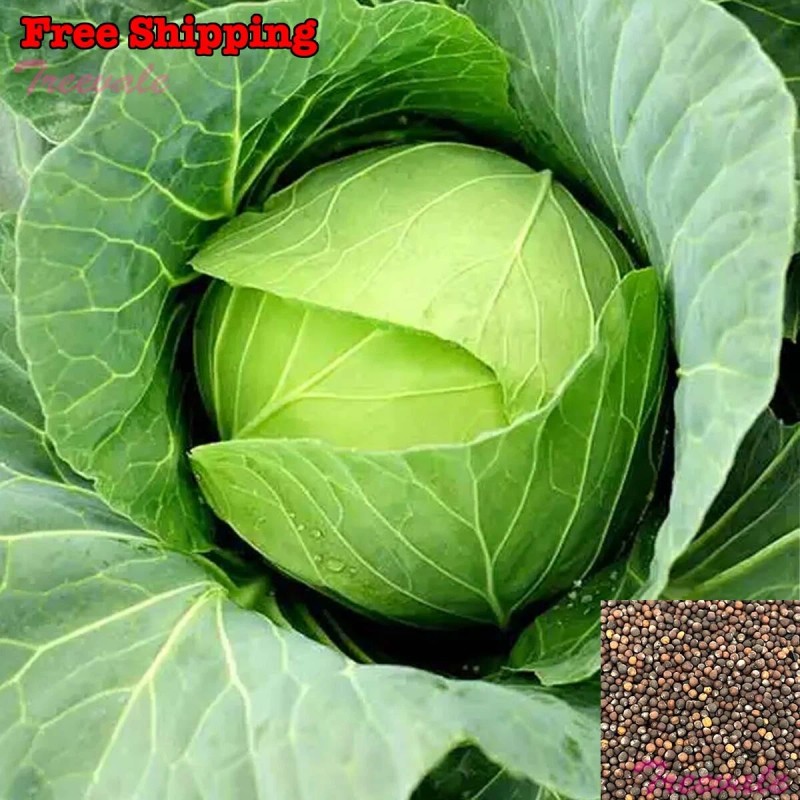 Treevale Cabbage Seeds, Golden Acre Cabbage Seeds | Non-GMO, Organic
