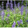 Chia Salvia Hispanica 2000+ Seeds for Sowing Organic