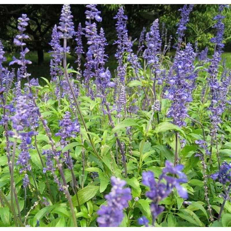 Chia Salvia Hispanica 2000+ Seeds for Sowing Organic