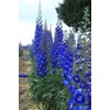 Toadstool Seeds 50 Bright Blue Delphinium Mix Seeds Perennial Seed