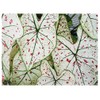 Fancy Leaf Caladium - Cranberry Star - Large Size Root