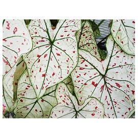 Fancy Leaf Caladium - Cranberry Star - Large Size Root - Hardy Zones 9-11