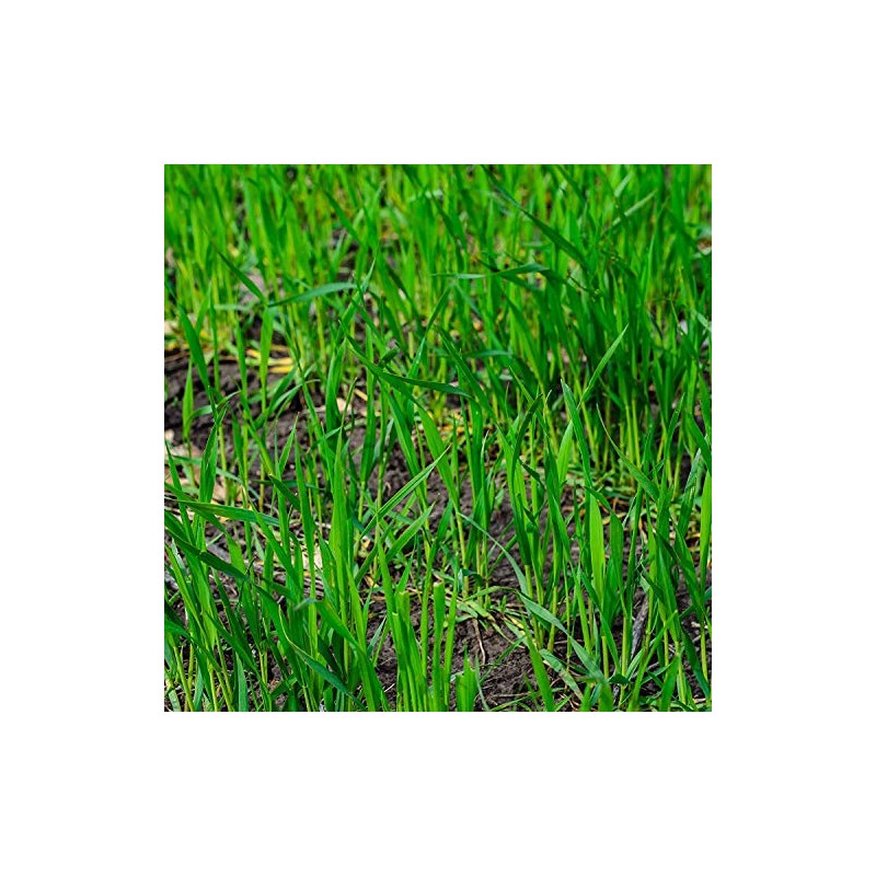 Winter Rye Grass Seed Grass Fall Mix Ryegrass Seeds for