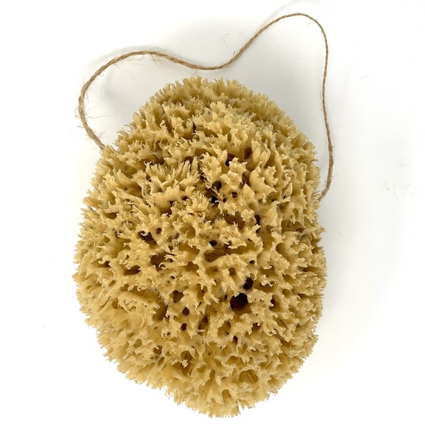 Large 16CM Sea Sponge Unbleached Honeycomb Natural Seasponge for Bath