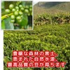 Coffee, Raw Beans, Mocha, Ilgachev, Natural G1, Ethiopia, Galaxy Coffee