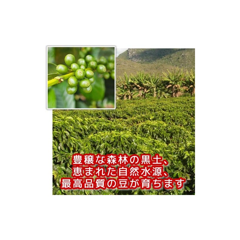 Coffee, Raw Beans, Mocha, Ilgachev, Natural G1, Ethiopia, Galaxy Coffee