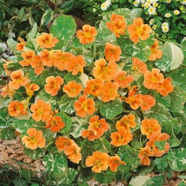 Eden Brothers Nasturtium Seeds - Alaska Salmon