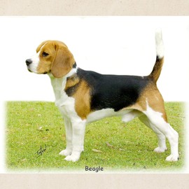 CafePress Beagle 9J27D 02 Tote Bag Natural Canvas Tote Bag, Reusable Shopping Bag