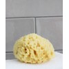 LAGRANGE [Free Small for Cleansing] Natural Sea Sponge Body - XL SIZE