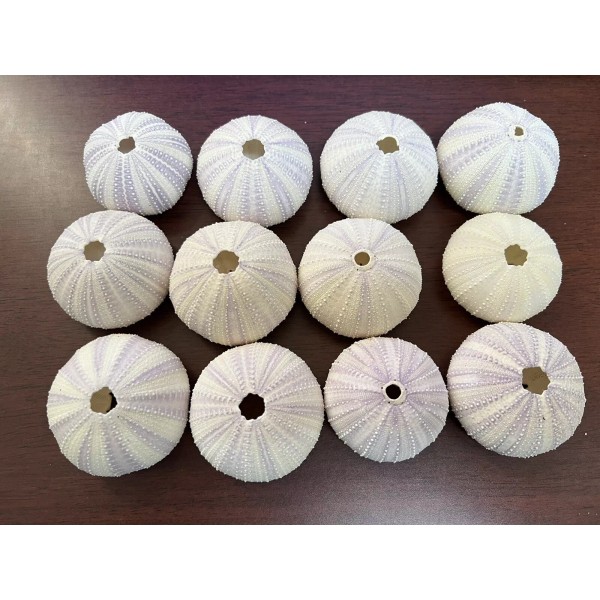 12 PCS PURPLE URCHIN SEASHELL WEDDING FAVOR DECOR NAUTICAL