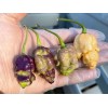 Superhot Seeds 50+ Random SUPERHOT Pepper Seeds. Over 20 Different