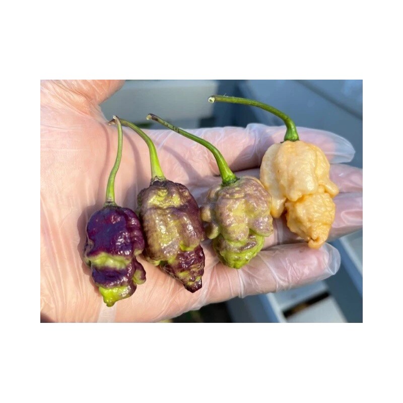 Superhot Seeds 50+ Random SUPERHOT Pepper Seeds. Over 20 Different