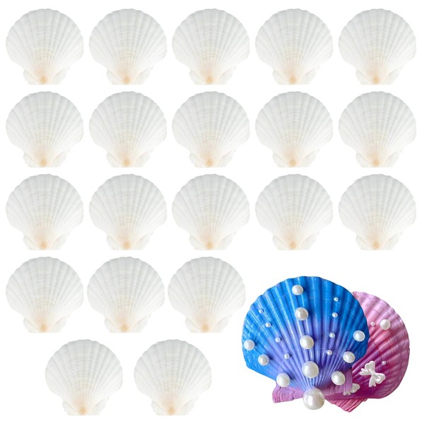 ZEFAN White Shells, Pack of 20 Natural Scallops, 7-8 cm Decorative Shells, Shells for Crafts, Perfect for Making Jewellery, Beach Themes, Wedding Decorations, DIY Crafts