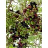 Unbranded Black Java Plum (syzygium cumini) fruit tree 6” -