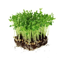 Dun Pea Seeds – 5 LB Bulk – Non-GMO, High-Germination for Microgreens, Pea Shoots, Cover Crop, & Gardening – Sweet & Crisp Sprouts, Protein-Rich Fodder, Fast-Growing Green Manure, Soil Enrichment
