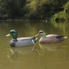 Cifavor Mallard Duck Hunting Decoys