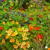 100+ Mix Nasturtium Seeds (Tropaeolum majus) Open Pollinated Easy to