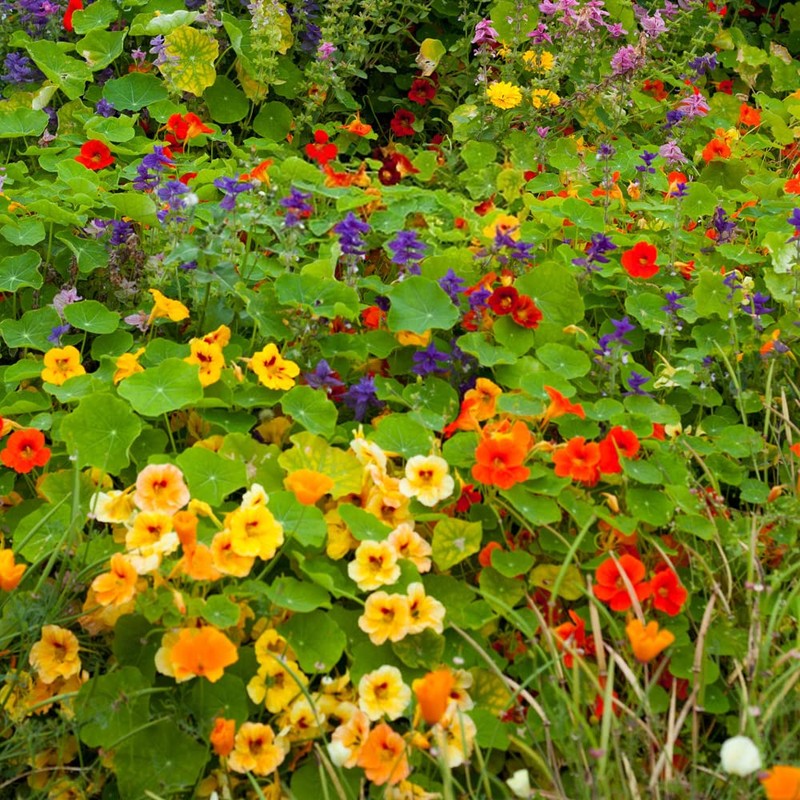 100+ Mix Nasturtium Seeds (Tropaeolum majus) Open Pollinated Easy to