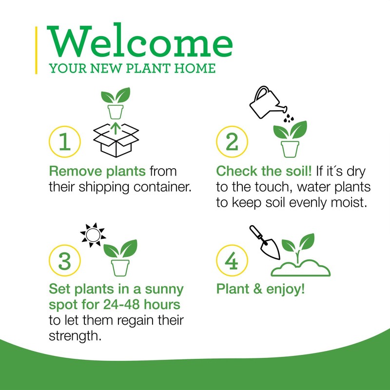 Bonnie Plants Strawberry, Live Plant, 19.3 oz. (4-Pack)