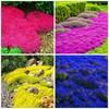 6000+ Mixed Creeping Thyme Seeds for Planting - Heirloom Flowers