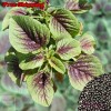 Treevale Red Amaranth Stripe Leaf Seeds | Edible Amaranth, Chinese Spinach,Yin Choi Seeds - 1k Seeds No Tracking
