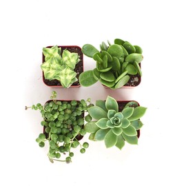 Shop Succulents | Verde Collection | Assortment of Hand Selected, Fully Rooted Live Indoor Green Succulent Plants, 20-Pack